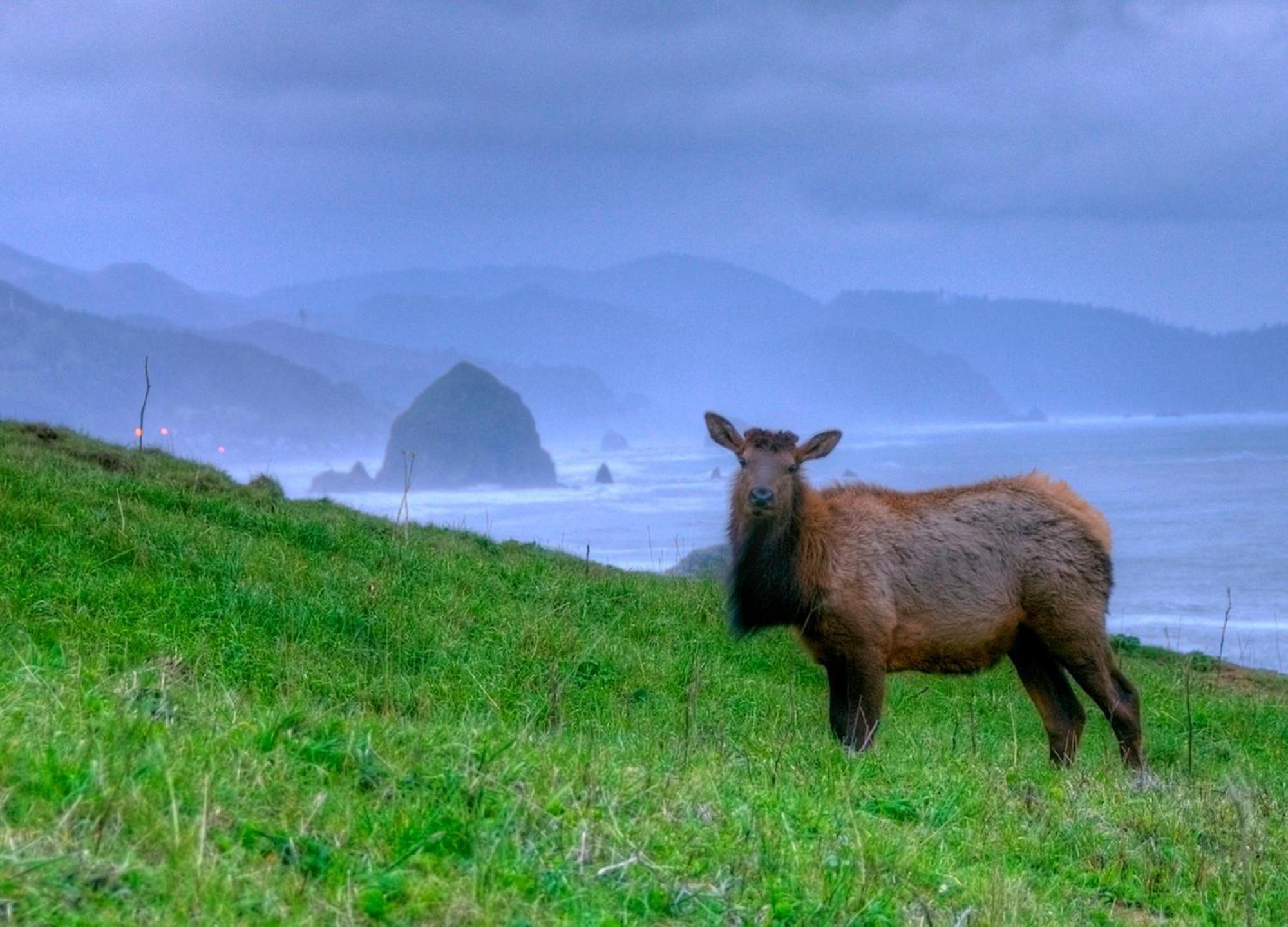 Ecola Creek Lodge Cannon Beach Exteriér fotografie